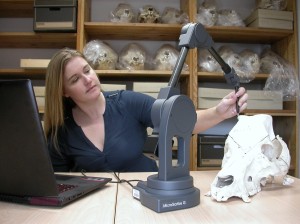 Dr. Ashleigh Haruda erforscht in der Sammlung der Martin-Luther-Universität Halle-Wittenberg mit Hilfe eines sogenannten Microscribes Skelettteile von Hausschweinen. Foto: Frank Steinheimer