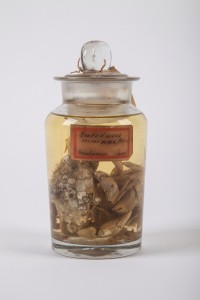 Stark bewachsene Strandkrabben aus Cuxhaven, um 1885 gesammelt von Friedrich Dahl, der den Biotopbegriff geprägt hat. Der starke Bewuchs deutet auf eine Abwehrschwäche durch Stress oder Parasitismus hin. Foto: Axel Petersen-Schmidt
