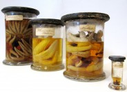 Verschiedene Stachelhäuter-Arten aus der Nordsee des 19. Jahrhunderts, die heute zur historischen Sammlung des Niedersächsischen Landesmuseum für Natur und Mensch Oldenburg gehören.