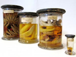 Verschiedene Stachelhäuter-Arten aus der Nordsee des 19. Jahrhunderts, die heute zur historischen Sammlung des Niedersächsischen Landesmuseum für Natur und Mensch Oldenburg gehören.