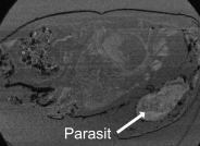 MRT-Querschnitt (laterale Schnittebene) einer Strandkrabbe der Sammlung des Zoologischen Museums Kiel, die um 1875 in der Ostsee gesammelt wurde. Im Bild hebt sich deutlich ein Wurzelfüßer-Parasit hervor (siehe Pfeil). Es handelt sich um einen wichtigen Nachweis dieses Krabben-Parasiten, der in der Ostsee nur sehr selten vorkommt. Foto: Sarah Hayer